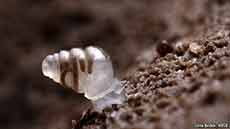 2mm Transparent Snail Species New to Science