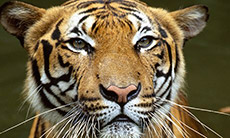 Critically Endangered Species in Sumatra on Road to Extinction