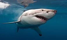 Man Killed by Shark in Australia