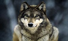 Escaped Wolf Causes Panic in Leafy England