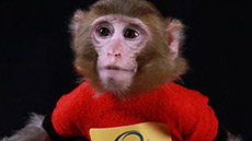 Iran Sends Live Monkey to Space, Returns To Earth Safely 