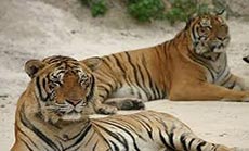 Man in China Tries to Feed Himself to Tigers