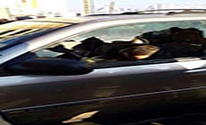 Tension Escalates in Tripoli after ADP Official Assassinated 