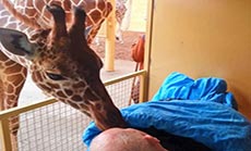 Giraffe Licks Dying Zoo Worker