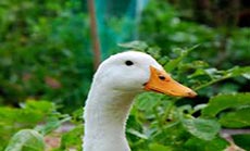 Massachusetts Home Intruder Turns Out to be a Duck