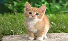 Cat Missing 5 Years Reunited with Owner