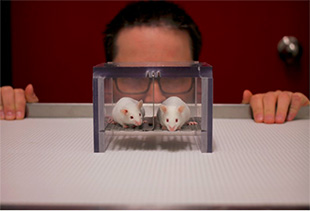 Lab Mice Afraid Of Men, Not Women