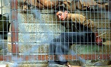 Al-Naqab Prison ...The ’Israeli’ ’Abu-Ghraib’ 