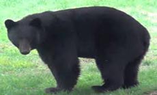 Bears Suspected in New Hampshire Car Break-Ins