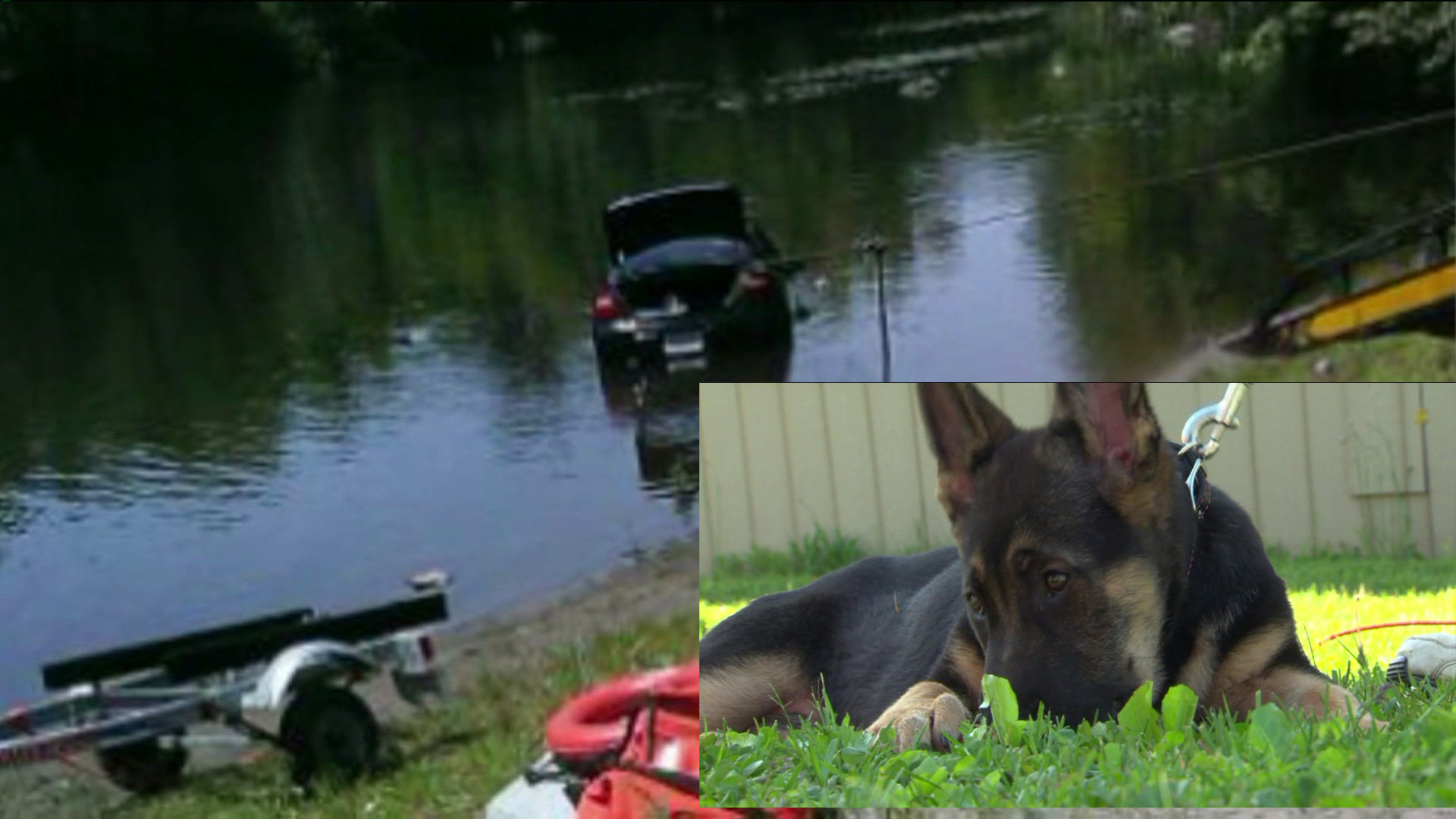Puppy Drives Car into Massachusetts Pond