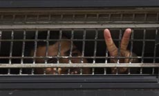 63 Palestinian Detainees Suspend Hunger Strike