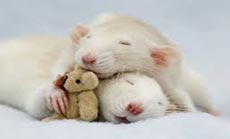 Man Accused of Cruelty to Rats
