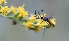 Mosquito Trap Causes Bomb Scare at Power Plant