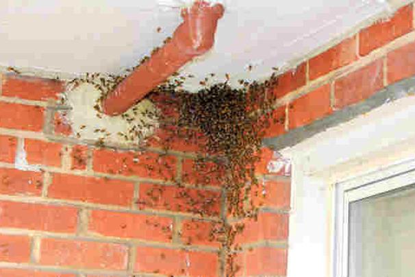 Un-Bee-Lievable: 50,000 Bees Living in NYC Ceiling