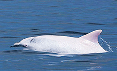 Incredibly Rare Albino Dolphin Spotted in Europe!