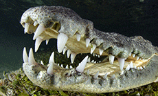 Meet The Most Horrifying Crocodile Out There!