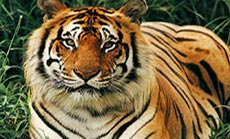 Tiger ’on the Loose’ Near Paris