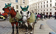 Escaped Horse Causes Chaos in Rush-Hour Vienna