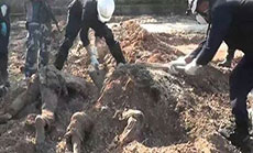 230 Bodies Found in Mass Grave in Deir al-Zour
