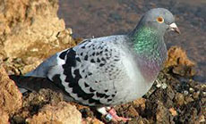 German Police Hunt Stolen Pigeon Worth $184,000
