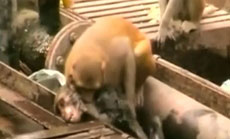 Monkey Gives First Aid to Electrocuted Friend