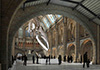 Display Dinosaur in Natural History Museum Forced to Retire