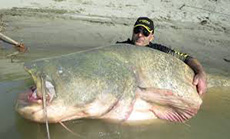 127kg Monster Catfish Caught in Italy