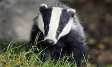 Badger Shuts Down Luxury Stockholm Hotel