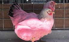 US Pink Chicken Mystery Solved