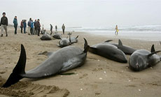 Around 150 Dolphins Beach in Japan