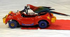 US Woman Blames Coffee-Drinking Parrot for Car Crash