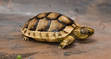 Missing 50-Pound Pet Tortoise Found Alive and Well 
