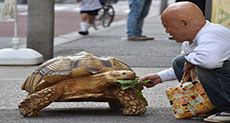 Giant Tortoise Walks Tokyo’s Streets - Slowly