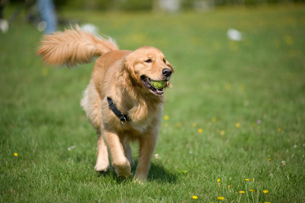Study: Dogs Snub People Who Are Mean to Their Owners