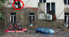 Animals Overrun Tbilisi Following Deadly Flood