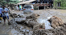 All Lions, Tigers Accounted for in Tbilisi Zoo Flooding