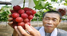 Japan Grapes Sell for $8,000