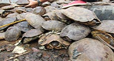 Rare Philippine Turtles Saved from ’Brink of Extinction’

