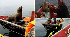 Seal Climbs aboard Russian Fishing Boat, Rides for 8 Hours

