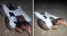 ’ISIL’ Now Using Suicide Chickens to Kill Enemies

