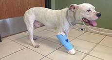 Man Shoots Dog, Mistaking it for Reported Lion

