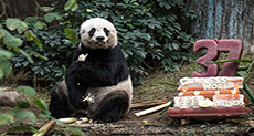 Hong Kong Giant Panda Jia Jia Becomes Oldest Ever

