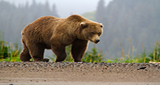 Man in Bear Costume Harasses Bears in Alaska

