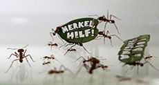 Half a Million Ants March in Germany

