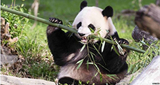 Washington Zoo Welcomes Twin Pandas

