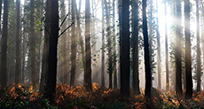 Earth’s Trees Number Three Trillion

