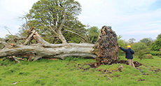 1,000YO Skeleton Found After Tree Uprooted in Ireland

