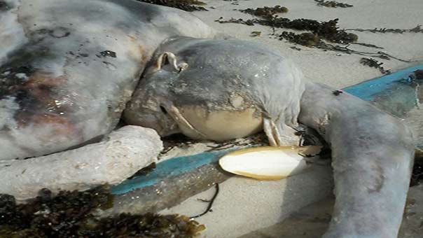 Al-Hadida Massacre in Photos: a Proof of Saudi Aggression, Use of Forbidden Weapons

