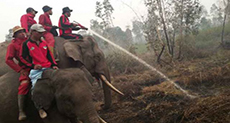 Indonesia Uses Trained Elephants to Control Forest Fires


