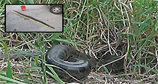 Monster 9-Foot Anaconda Found in Florida